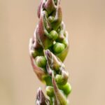 green plant stem in close up photography