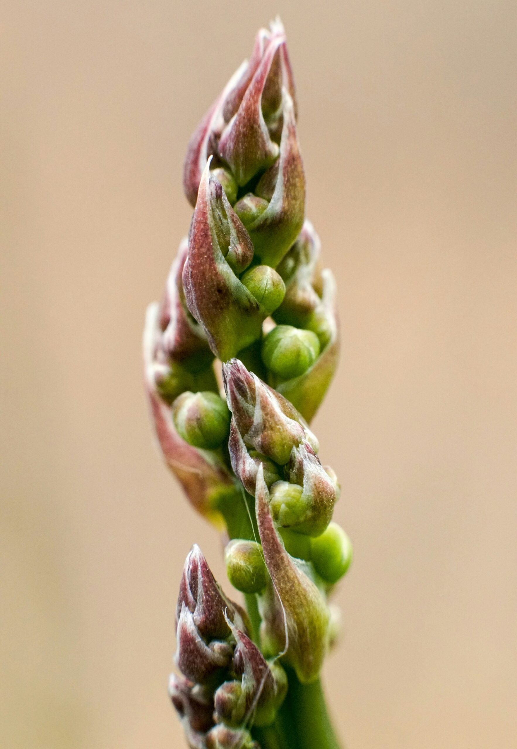 green plant stem in close up photography